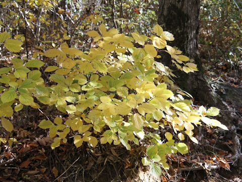 Hydrangea hirta