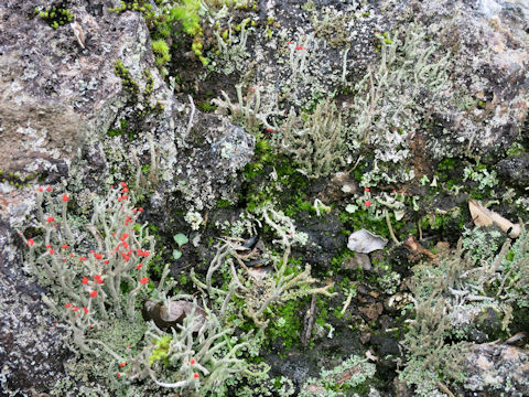 Cladonia floerkeana