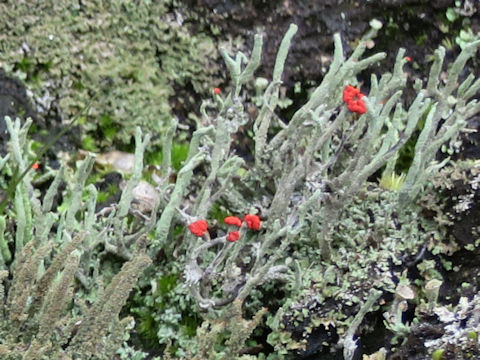 Cladonia floerkeana