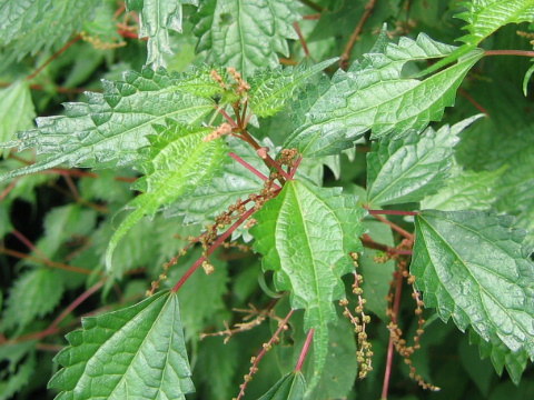 Boehmeria spicata