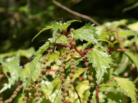 Boehmeria spicata