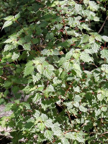 Boehmeria spicata