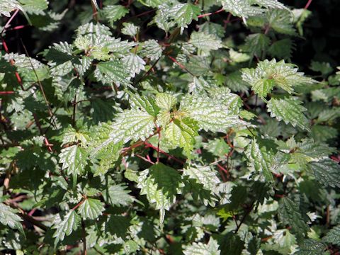 Boehmeria spicata