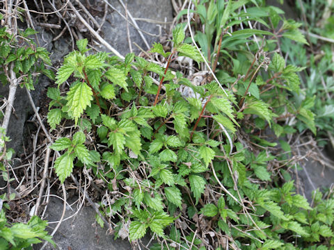 Boehmeria spicata