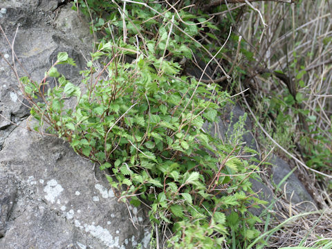 Boehmeria spicata