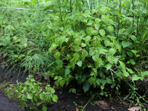 Boehmeria spicata