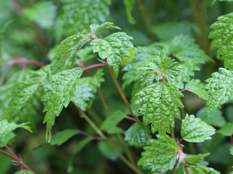 Boehmeria spicata