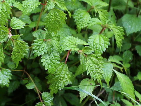 Boehmeria spicata