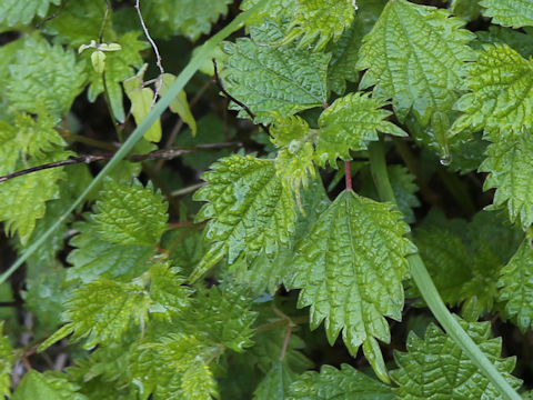 Boehmeria spicata