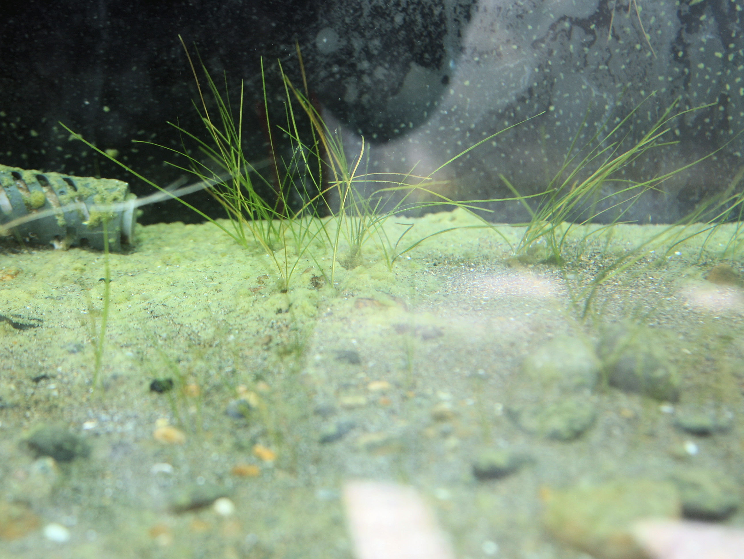 Zostera japonica