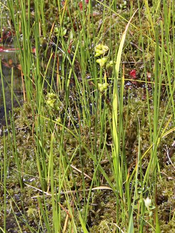 Amitostigma kinoshitae