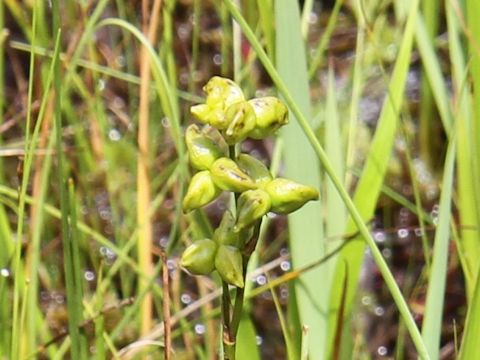 Amitostigma kinoshitae