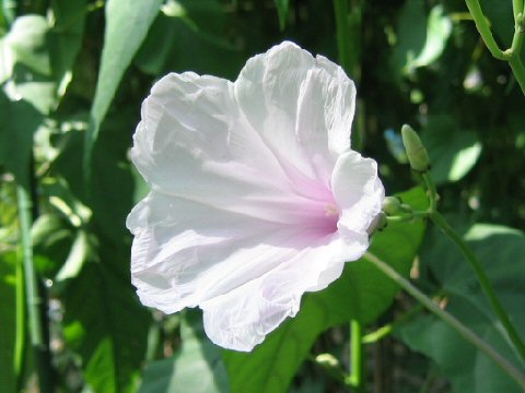 Ipomoea crassicaulis