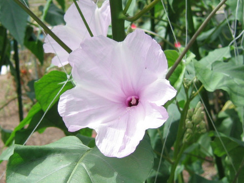 Ipomoea crassicaulis