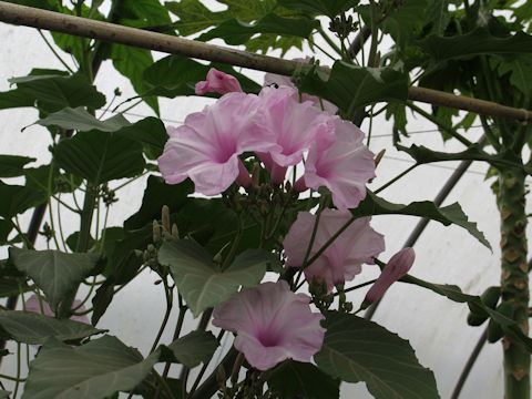 Ipomoea crassicaulis