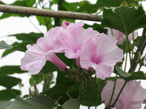 Ipomoea crassicaulis