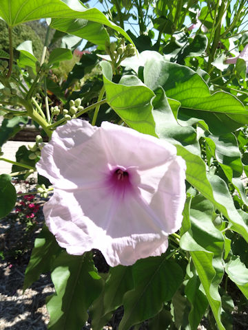 Ipomoea crassicaulis