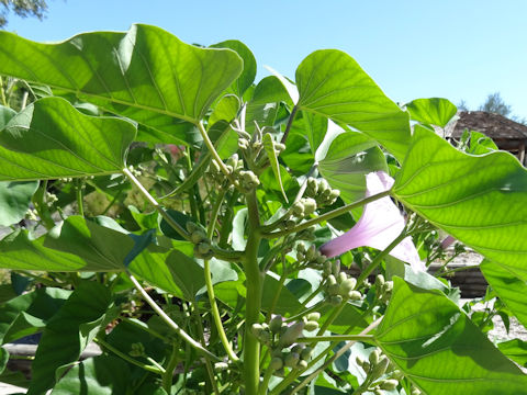 Ipomoea crassicaulis