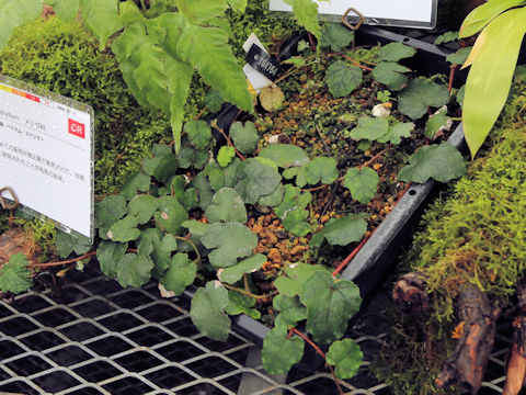 Rubus amamianus var. minor