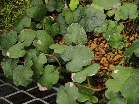 Rubus amamianus var. minor