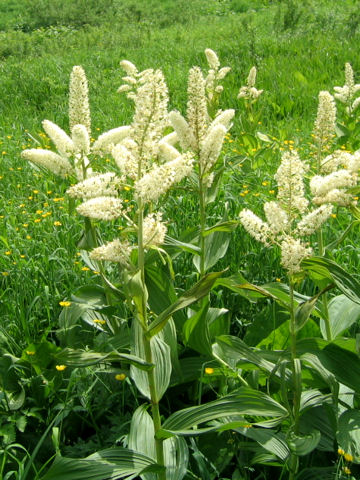 Veratrum stamineum