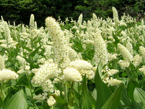 Veratrum stamineum