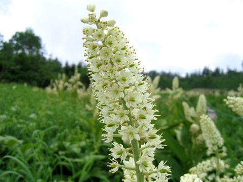 Veratrum stamineum