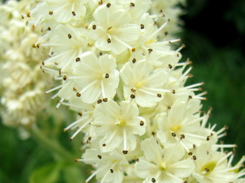 Veratrum stamineum