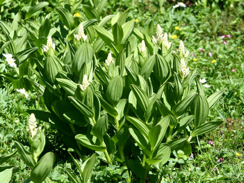 Veratrum stamineum