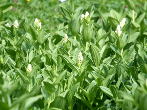 Veratrum stamineum