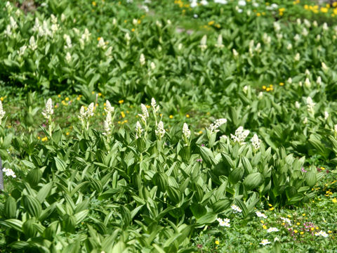 Veratrum stamineum