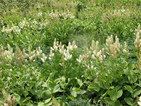 Veratrum stamineum