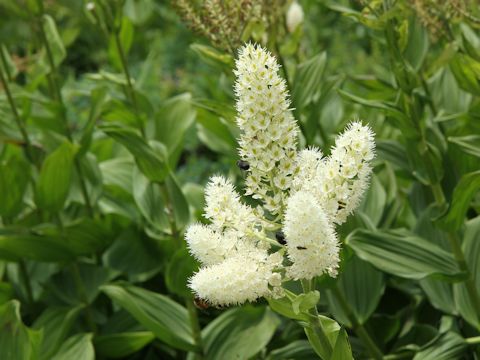 Veratrum stamineum