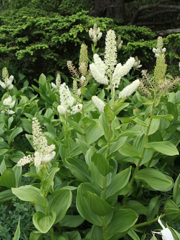 Veratrum stamineum