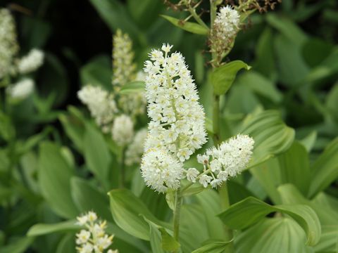 Veratrum stamineum