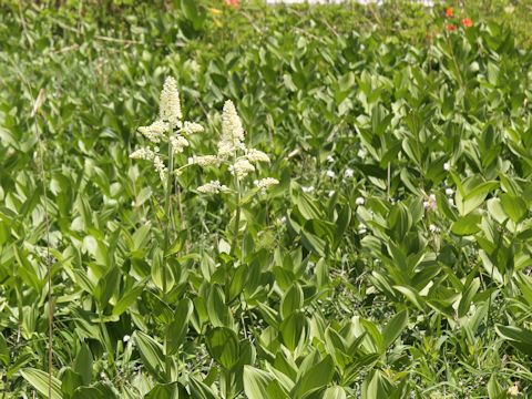 Veratrum stamineum