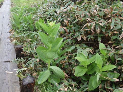 Veratrum stamineum