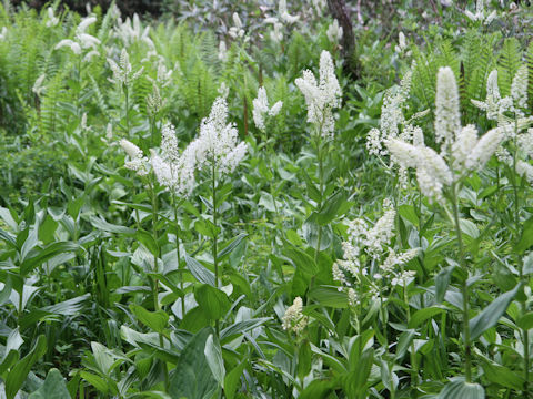 Veratrum stamineum