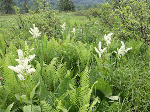 Veratrum stamineum