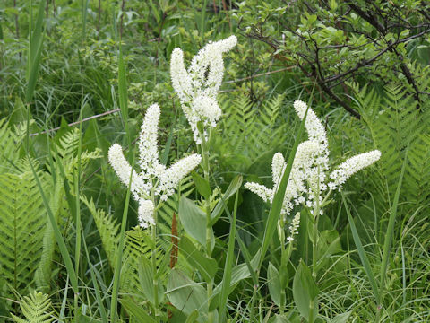 Veratrum stamineum