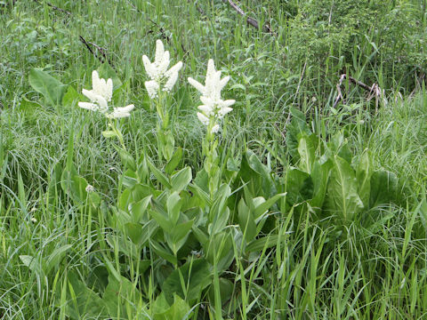 Veratrum stamineum