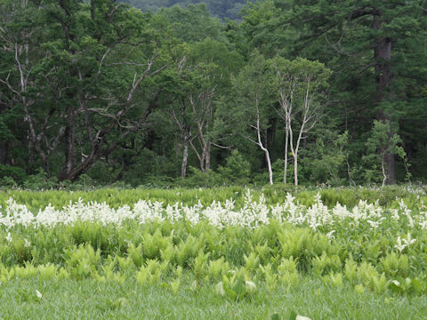 Veratrum stamineum