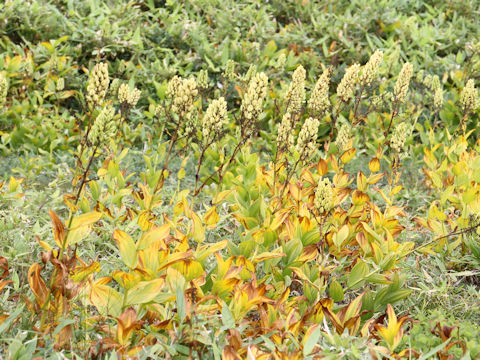 Veratrum stamineum