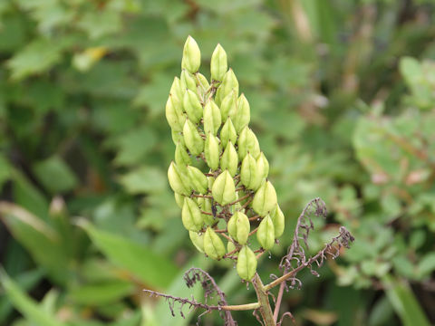 Veratrum stamineum