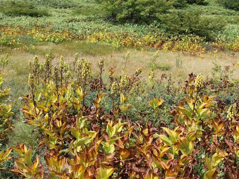 Veratrum stamineum