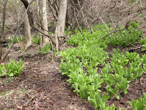 Veratrum stamineum