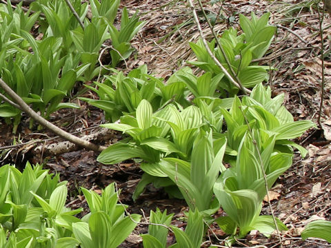 Veratrum stamineum