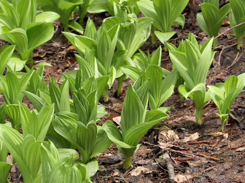 Veratrum stamineum