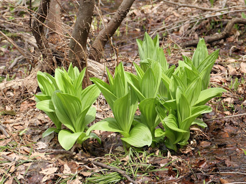 Veratrum stamineum