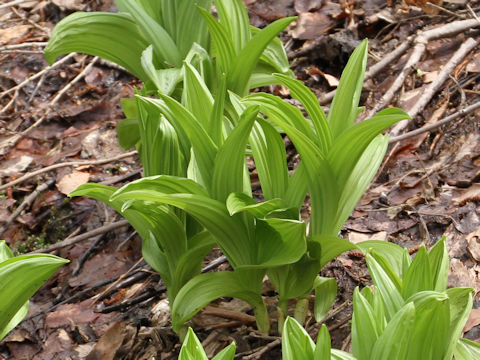 Veratrum stamineum